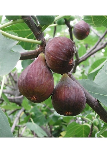 Dürdane Bursa Siyah İncir Fidanı