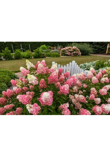 Güneşe Ve Soğuğa Dayanıklı Ortanca Panikulata Çiçeği Fidanı 1-2 Y