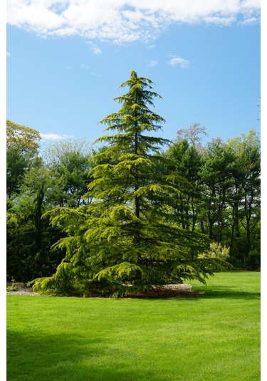 Bahçeniz İçin Himalaya Sedir Fidanı - Zarif Ve Güçlü 40-50 Cm