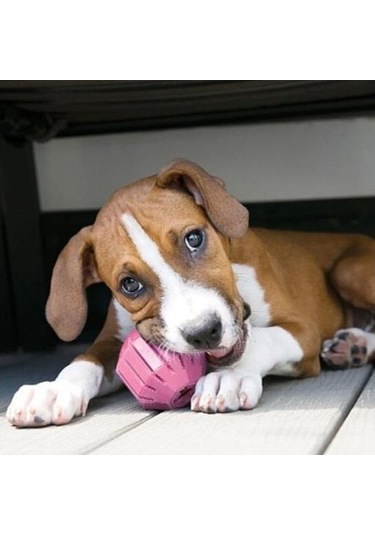 Kong Puppy Activity Çok Amaçlı Yavru Köpek Oyuncağı