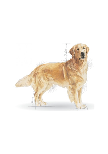 Royal Canin Golden Retriever Yetişkin Köpek Maması 12 KG