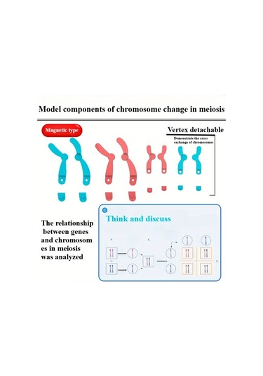 Willowhaven Mayoz Kromozom Modeli Manyetik Yavaşlatma Eğitim Seti Kırmızı Mavi