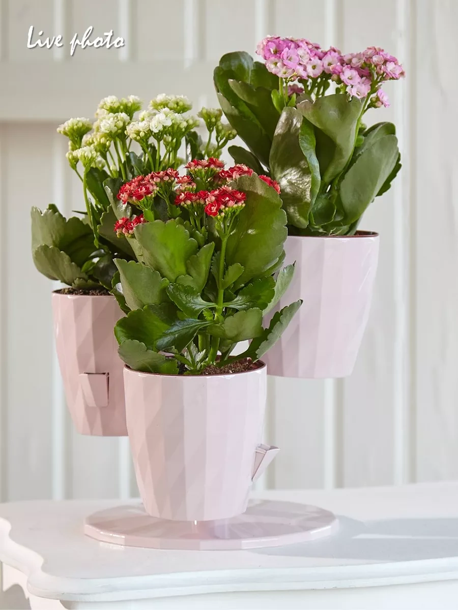 La Decoro Sukulent Saksıları, Menekşe Saksıları, Kaskad Saksılar. 120462503