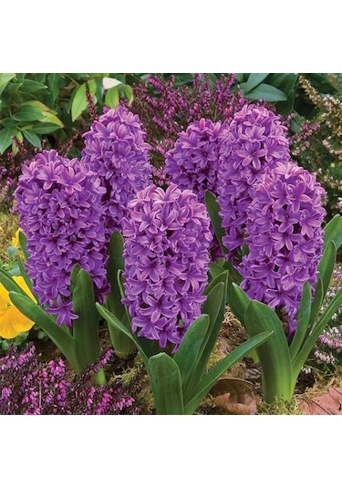 Purple Star Odot Fortis Sümbül Soğanı 3 Adet