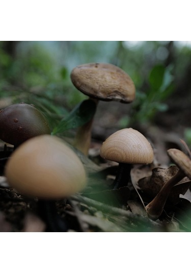 Suntek Araba Aroma Havalandırma Klipsi Açık-kahverengi