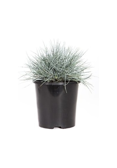 Mavi Çim Festuca Glauca 30 Adet
