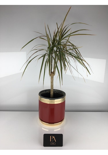 K Dekoratif Saksı Orkide Obje Biblo Süs Eşya Salon Tv Konsol Ofis