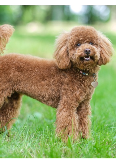 Armor Coat Armor Coat Köpek Bakım Spreyi Çilek Kokulu 75 Ml