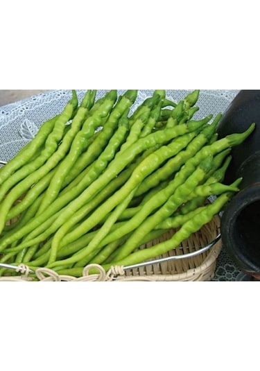 Burkalem Biber Tohumu Tatlı Burkalem Biber Tohumu Ekim Seti 25 Adet Tohum + Saksı+toprak