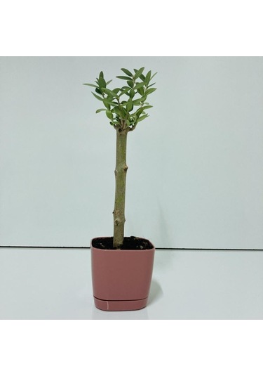 Pembe Lüx Saksıda Minyatür Bonsai Zeytin Fidanı