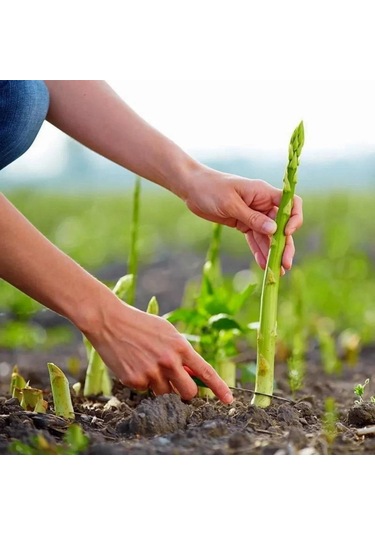 Kuşkonmaz Tohumu 1 Paket