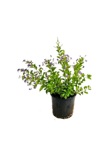 Duranta/mor Ağaç Menekşesi+kokulu Hanımeli Çiçeği Fidanı 2'li Bahçe Peyzaj Seti