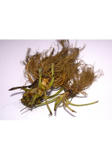 Çilek Fidesi Salkım Çilek Yediveren Çilek Fidanı Açık Kök Adet Se 250 ADET