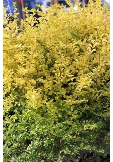 "kurtbağrı Fidanı Ligustrum,bahçeniz İçin Sık Ve Yeşil Çit" 2 Yaş