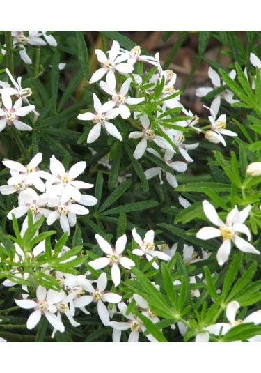 Meksika Portakal Çiçeği Beyaz 1-2 Yaş Arası Saksılı