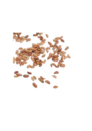 Lebihmurah 4410 Bahçe Tırmanma Gül Tohumları, Tam Güneş Doğrudan Ekim Balkon Sütunu İçin Tırmanma Gül Tohumları