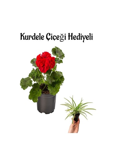 Hediyelik Kırmızı Renk Saradunya Çiçeği Sevgililer Gününe Özel Kurdele Çiçeği Hediyeli