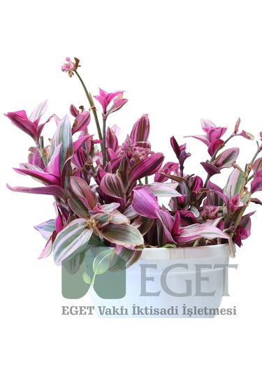 Pembe Telgraf Çiçeği Tradescantia Nanouk 2lt