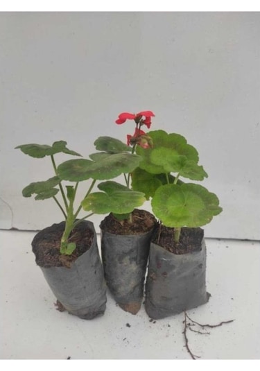 Sardunya Çiçeği Fidesi 10-20 Cm 3 Adet