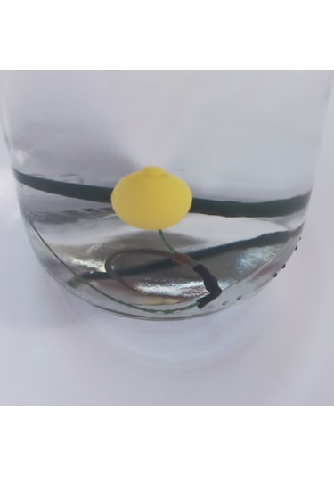 Yüzen Boncuk'lu Rig Takımı Ve Sazan Çaparisi