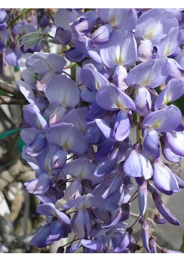 Göz Alıcı Çin Mor Salkım Fidanı 15-25 Cm,