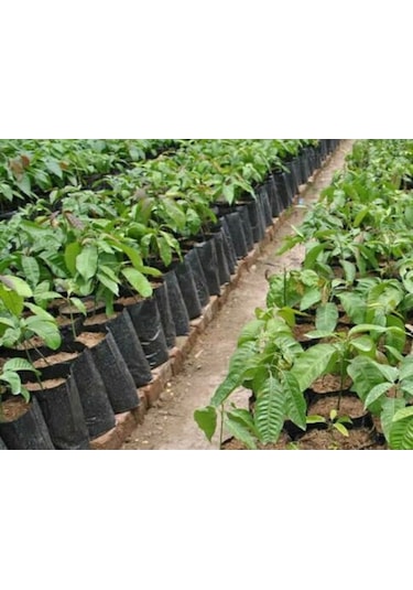 Fidan Poşeti 11x13 cm 800 Adet Körüksüz Fide Poşeti Fide Torbası