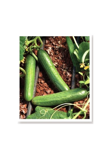 AGRodal Tarım Ata Tohumu Yerli Aranan Reyha Yerli Hıyar Tohumu 100 Ad Tohum