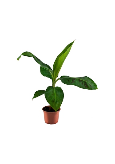 Saksıda Muz Fidanı 1 Adet 30-40 Cm