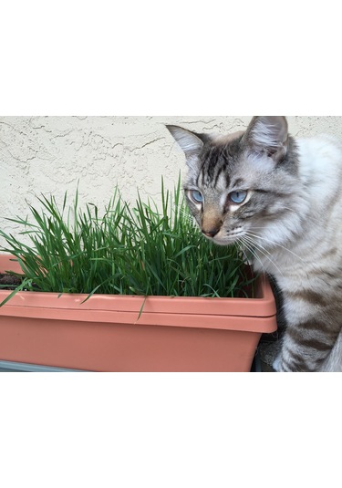 Doğal Kedi Çimi, Buğday Tohumu, 100 Gram