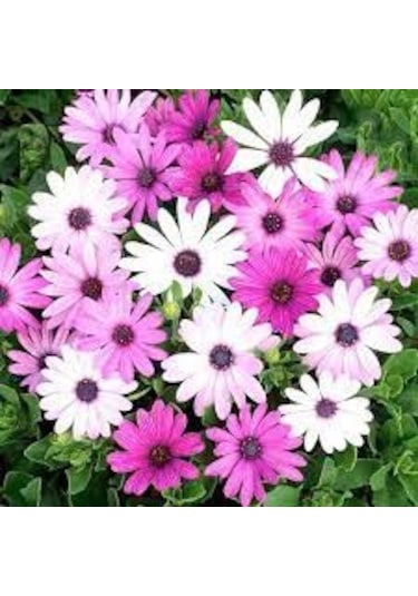 150 Adet Tohum Nadir Bulunan Pembe Papatya Çiçeği Tohumu Yeni Ürü