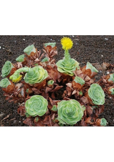 10 Adet Greenovia Dodrentalis Succulent Tohumu