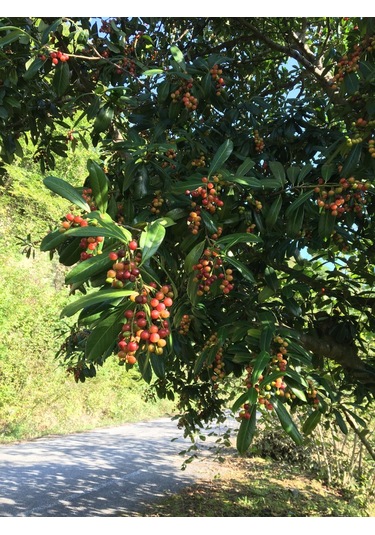 Güz Karayemişi , Özel Ürün 80 120 Cm Tüplüdür