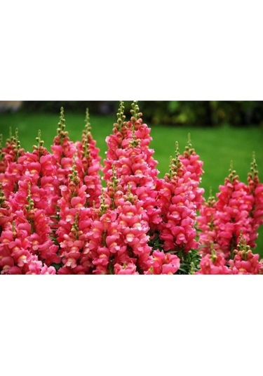 Nadir Ithal Bocca Çiçeği Tohumu Çiçek Tohumu 10 Tohum