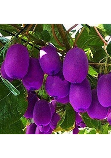 Ithal Nadir Tropikal Mor Kivi Tohumu Ekim Seti 5