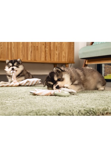 Beeztees Yavru Köpek Diş Oyuncağı, İçi Dolu Halka Ve Kumaş, Kauçuk, Yeşil, 8,5cm