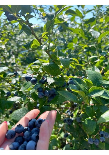 Yaban Mersini Fidanı 3-4 Yaş 80-100 Cm