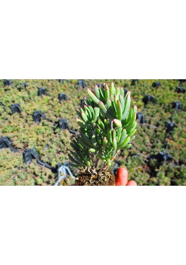 İzmir Güzeli Çiçeği 45 Adet