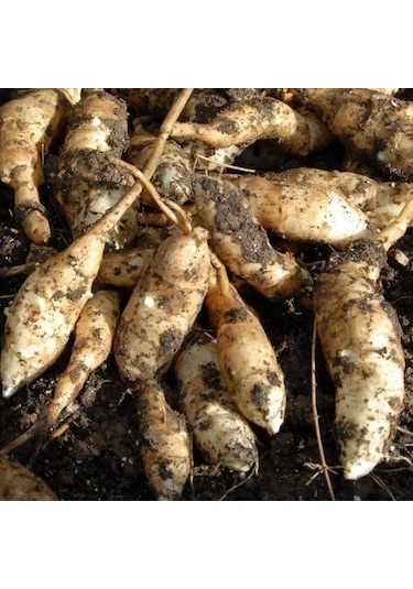 Red Kenora Mackob B Dahlia Yıldız Çiçeği Yumrusu 1 Adet