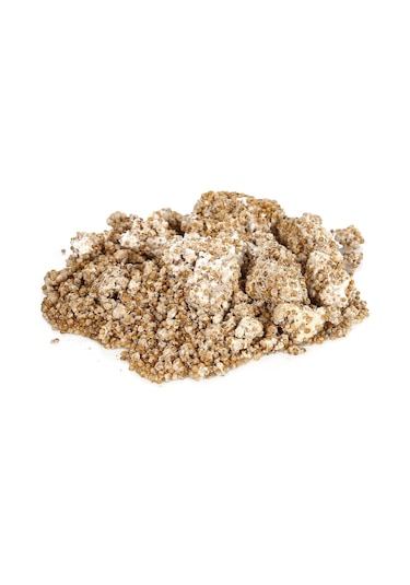 Sylvan İstiridye Mantar Tohum Kışlık1 Kilo