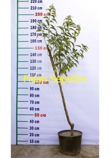 5 Yaş Aşılı Nonpareil Badem Fidanı