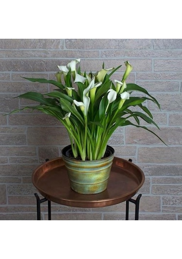 Gala Gelin Çiçeği Calla Lily Beyaz 10-20 Cm