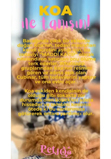 Petjoo 14.Koa Pembe-Sarı Qr'lı Köpek Künyesi