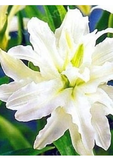5 Adet Lilyum Çiçeği Soğanı Kokulu Beyaz
