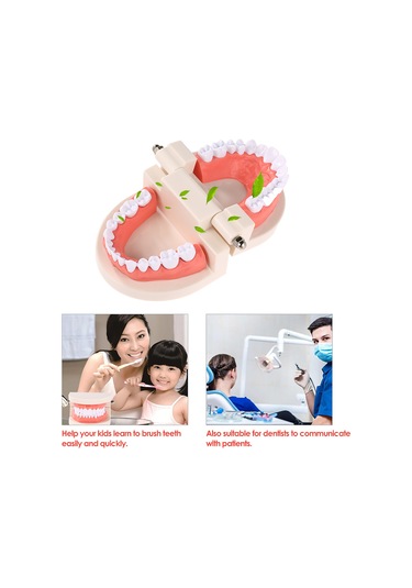 Wezone Çocuklar İçin Diş Fırçalama Eğitim Modeli - Beyaz Reçine Diş Maketi