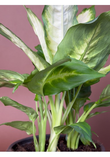 Difenbahya Dieffenbachia 'camille' 40 Cm Alacalı Yapraklı Form