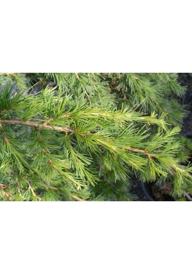 Toros Sedir Fidanı 30-50 Cm Boyunda, Dayanıklı Çam Ağacı