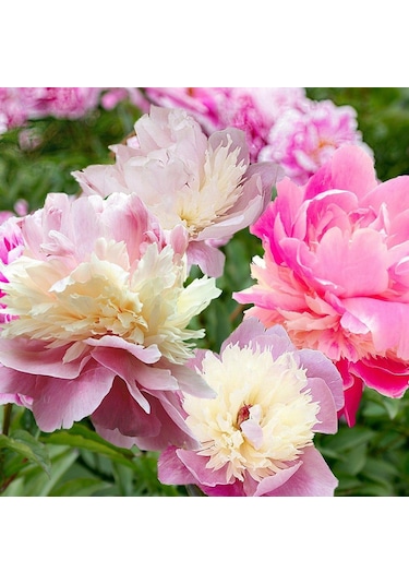 Kokulu Peonies Festiva Karışık Şakayık Çiçeği Yumrusu 3 Adet