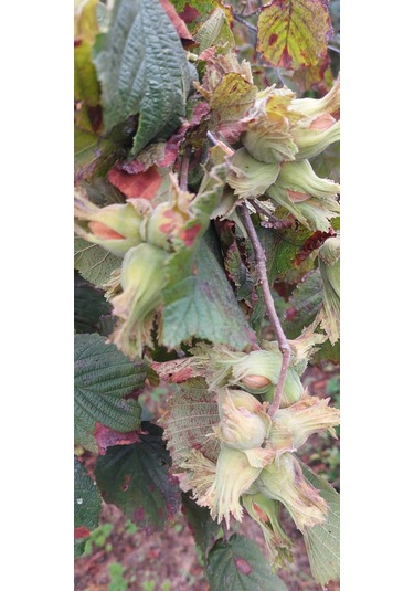 Fındık Fidanı 2 Adet Aşılı