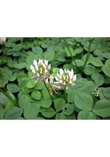 Ak Üçgül Tohumu 1 KG Süs Yoncası Bodur Yonca Çim Tohumu