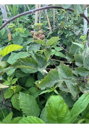 Triple Crown Dikensiz Böğürtlen Fidanı Yaş 2 Boy 150-200cm